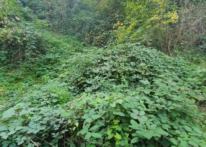 Haus Damian 公寓 *